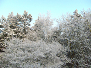 onze tuin in de sneeuw