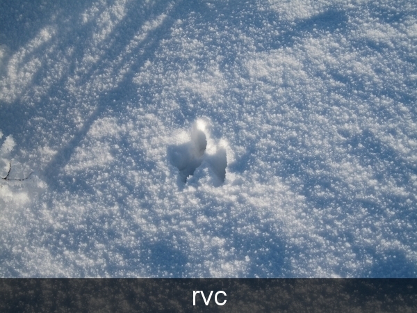 200901 sneeuwwandeling 226