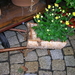 Domazlice 008