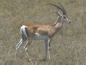 P1000993