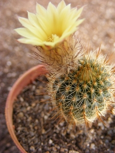 gracillima  871                                                  