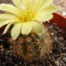 pumila   fr 1365                                                 