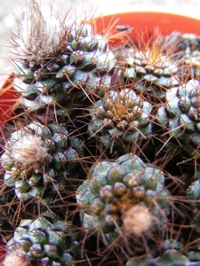 angelesii   kh 1252   ( concordia ).                             