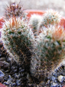 gracillima  lb 929   ( minas de camaqua ).                       