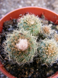 perumbilicata     kh 826   ( rivera ).                           