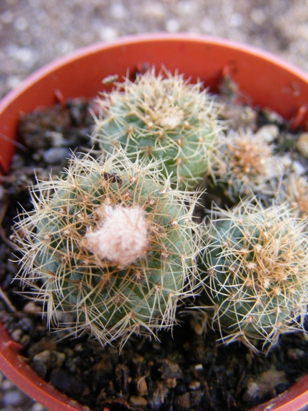 perumbilicata     kh 826   ( rivera ).                           