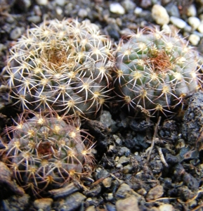 pumila  kh 1253   ( mocoreta ).                                  