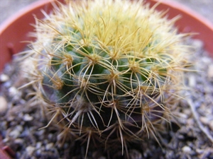 pumila . v . heliosa