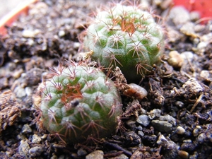 pumila . v . rubraspina