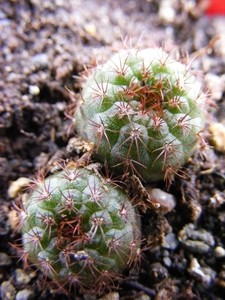 pumila . v . rubraspina.                                         