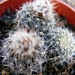 pygmaea  gf 729   ( cerro pelado maldonado ).                    