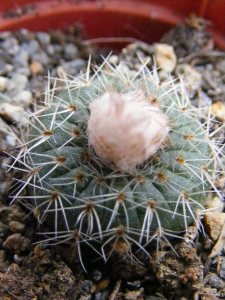 pygmaea  kh 783   ( jose p verela  ruta 8 ).                     