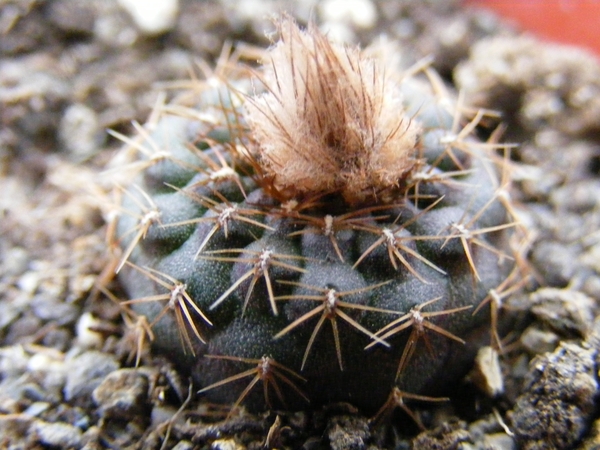 pygmaea  kh 957  ( trinidad  ruta 7 )