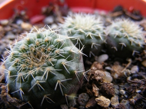 pygmaea  lb 824   ( rio branco cerro lagro )