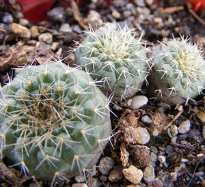 pygmaea  lb 824   ( rio branco cerro lagro ).                    