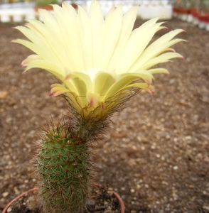 alacriportana    fs 23                                          6