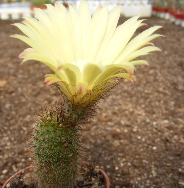 alacriportana    fs 23                                          6