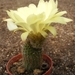 alacriportana . v . itapoensis  gf 88                            