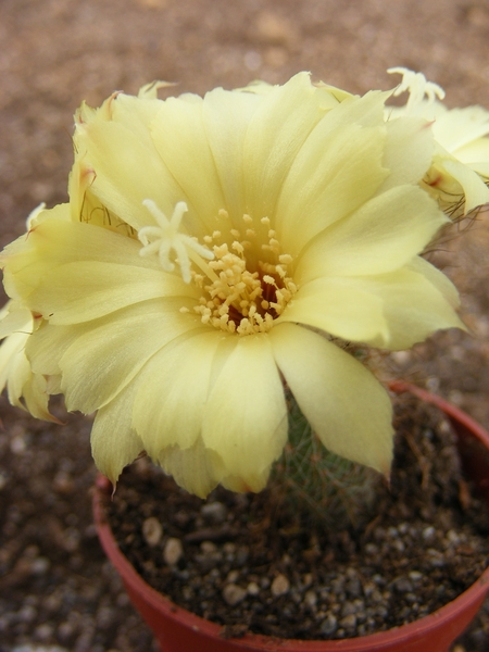 alacriportana . v . vulvispina   pr 155  ( morro aperta panemars 