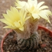 albicomnaris   hu 812  ( sao francisco  de assissis )            