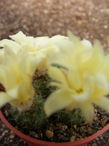 albicylindrica                                                   