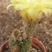 gracillima  . v . rosea                                         5