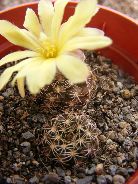 mammifera                                                   6