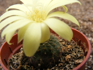 perumbilicata                                                 5