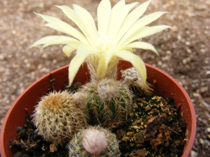 pygmaea  kh 494   ( ororo  ruta 8 )                              
