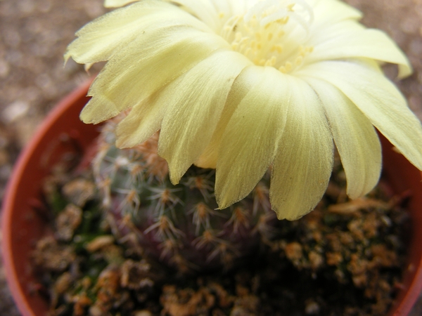 pygmaea  kh 984 a         ( meseta de artigas )                  