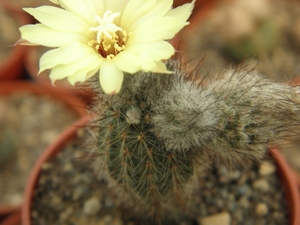 alacriportana . v . longicylindra  ( morro apeta viamao )        