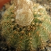 aureinitens   gf 560                                             