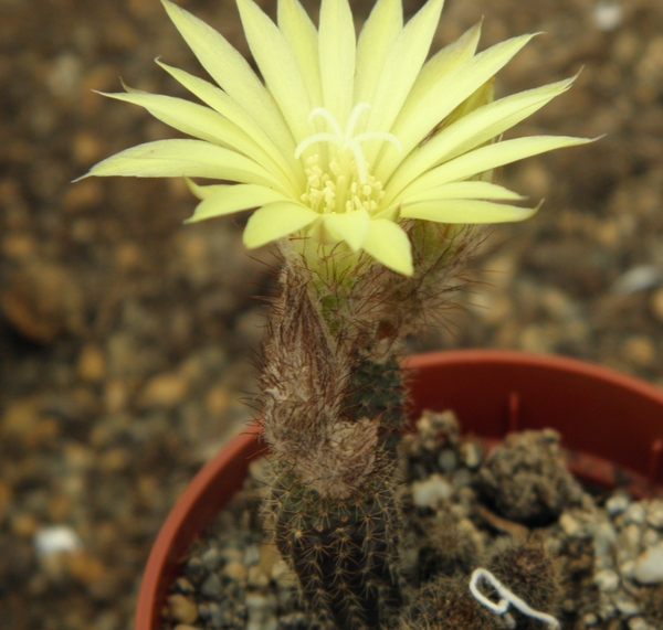 gracillima . v . imbricata  gf 2166                              