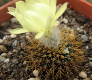 mammifera  hu 345  ( don pedro )                                 