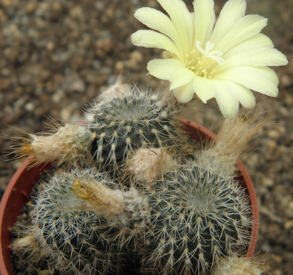 pseudogracillima  pr 972 ( cuchilla bonita )