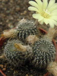 pseudogracillima  pr 972 ( cuchilla bonita ).                    