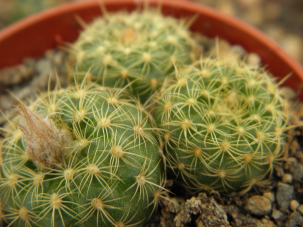 pumila . v . aurea  pr 8