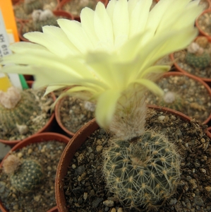 pygmaea  lb 1769  ( pan de azucar ruta 60 )                      