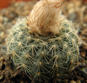 pygmaea  lb 1900