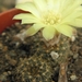 pygmaea kh 550  ( carlos reyles  ryta 5 )                        