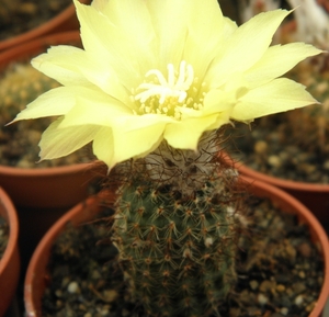 aureinitensis  gf 238                                          5