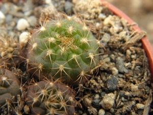 friedrichii  lb 2264  ( south of piribebuy )