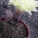 gracillima  gf 20                                             5
