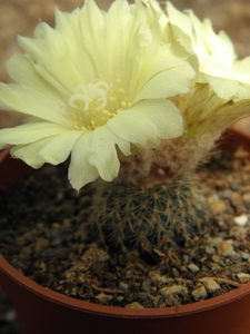 pseudogracillima  pr 972  ( cuchilla bonita ).                   