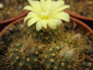 pumila  fs 1365                                                5