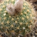 pumila .v. aurea   pr 8