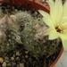 pygmaea  .v. curvispina  pr 645.                                 