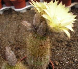 alacriportana.v.fulvispina          6