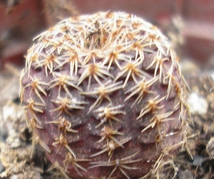 pseudocataphracta