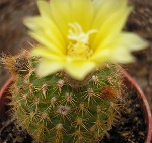 pumila  pr 51     5